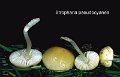 Stropharia pseudocyanea-amf1793